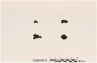 藏品(島衣屬)的圖片